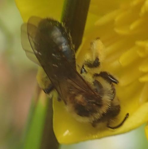 Réf. 280 750 : Andrena sp.
